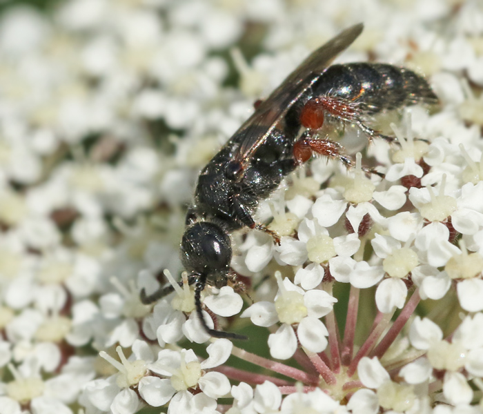 Beetle-killing wasp, Rödbent pansarstekel (Tiphia femorata).jpg