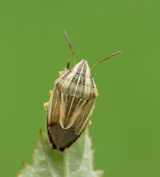 Mindre spetsnsa (Aelia acuminata).jpg