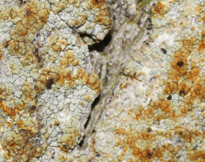 Chaenotheca ferruginea, Rostflckig nllav.jpg