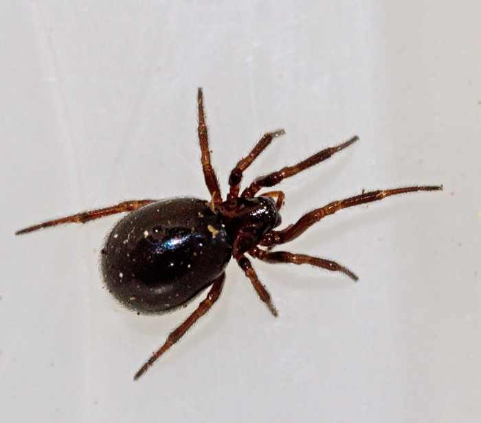 Sotklotspindel (Enoplognatha thoracica).jpg