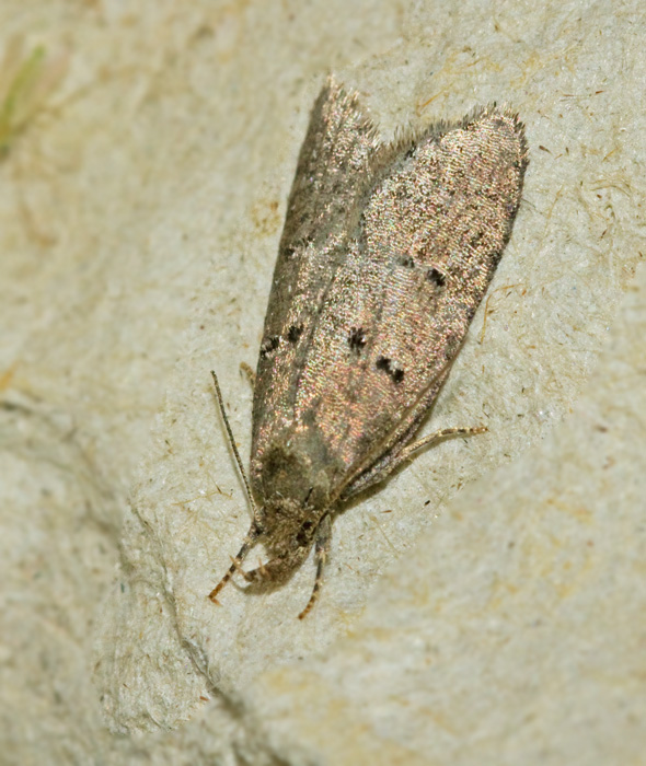 Slnruggmal (Luquetia lobella).jpg