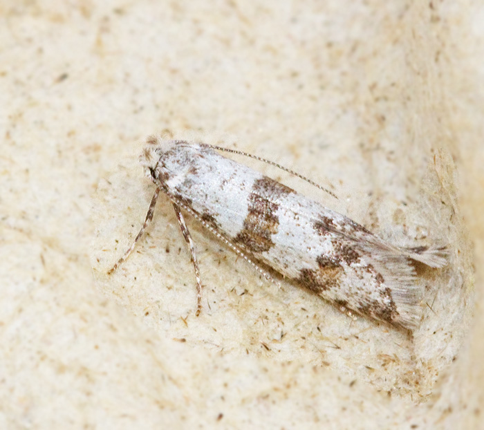 Hagtornspinnmal (Scythropia crataegella).jpg