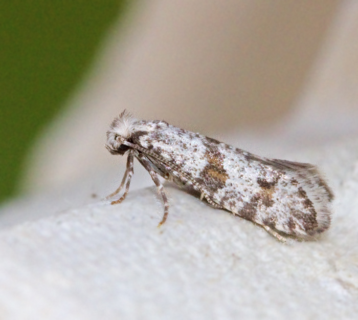 Hagtornspinnmal (Scythropia crataegella).jpg