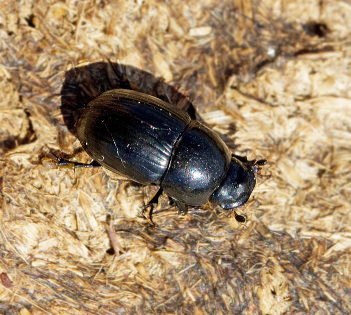 Stor dyngbagge (Aphodius fossor).jpg
