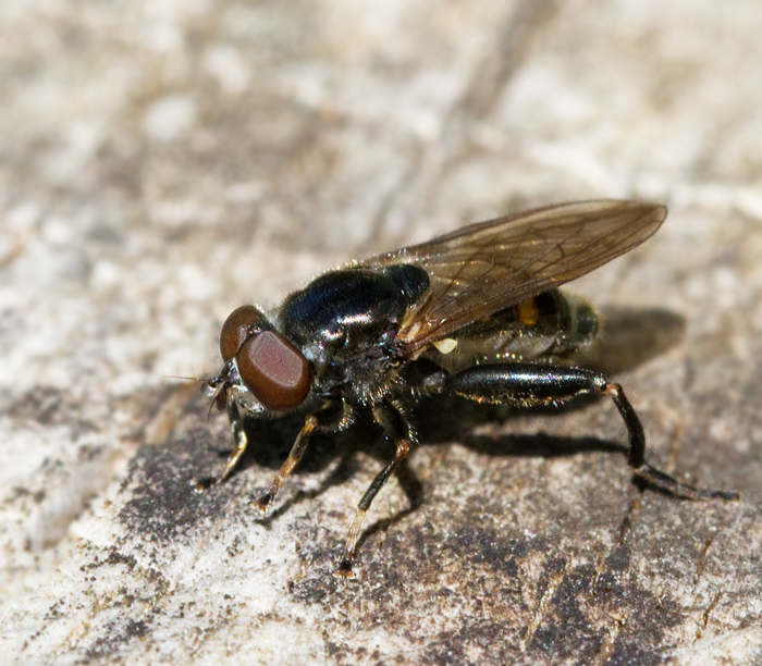 Flckig mulmblomfluga (Chalcosyrphus nemorum).jpg