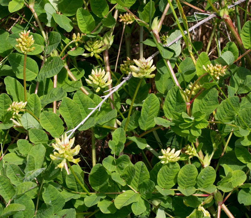 Stvedel (Astragalus glycyphyllos).jpg