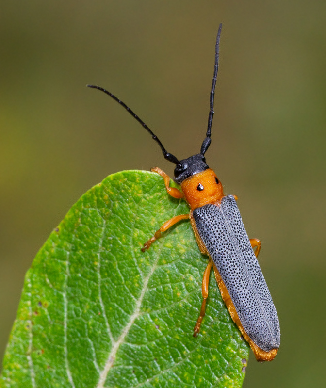 Twin spot longhorn beetle, Videsmalbock (Obera oculata).jpg