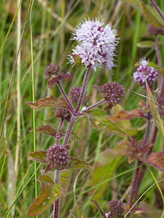 Vattenmynta (Mentha aquatica).jpg