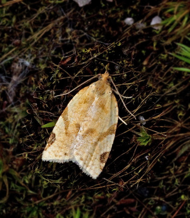 Blåbärsbredvecklare (Paramesia gnomana).jpg