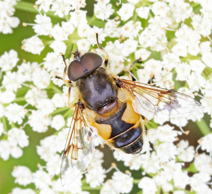 Hagslamfluga (Eristalis lineata).jpg