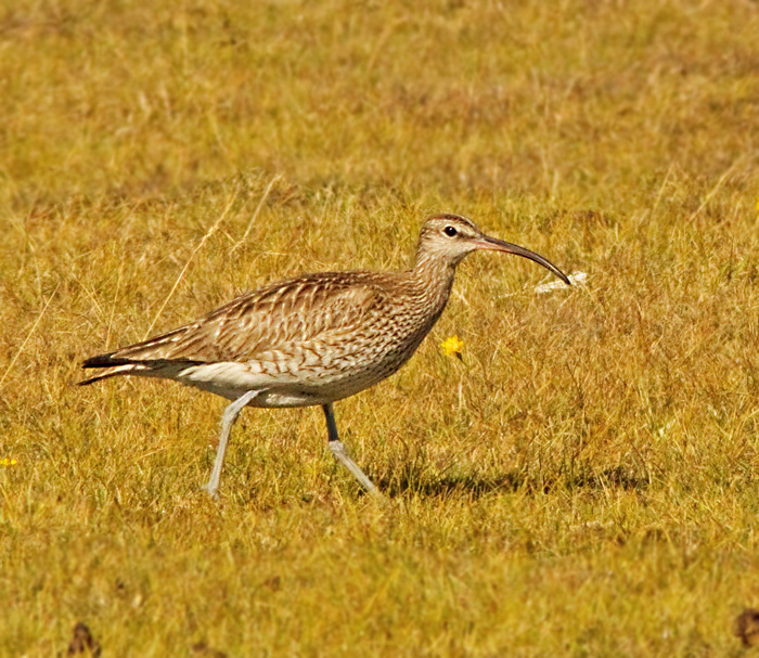 Whimbrel, Småspov (Numenius phaeopus).jpg
