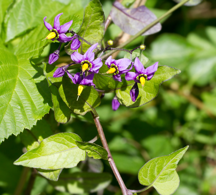 Bittersweet, Besksta (Solanum dulcamara).jpg