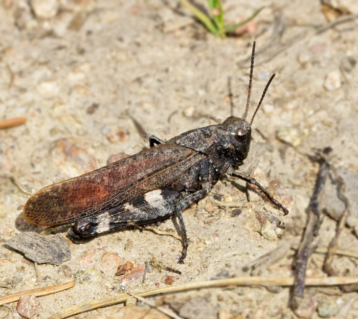 Trumgräshoppa hane(Psophus stridulus) Rattle Grasshopper male.jpg