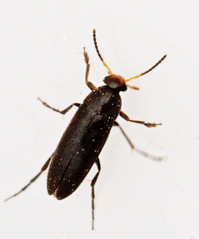 Anaspis frontalis.jpg