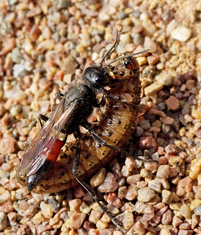 Spider Wasp (Podalonia hirsuta).jpg