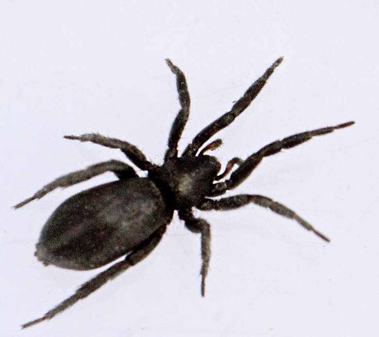 Ängssvartspindel (Zelotes latreillei).jpg