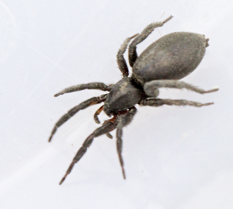 Ängssvartspindel (Zelotes latreillei).jpg