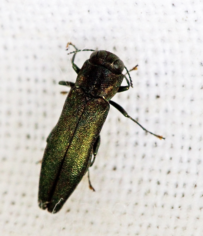 Stor aspsmalpraktbagge (Agrilus suvorovi).jpg