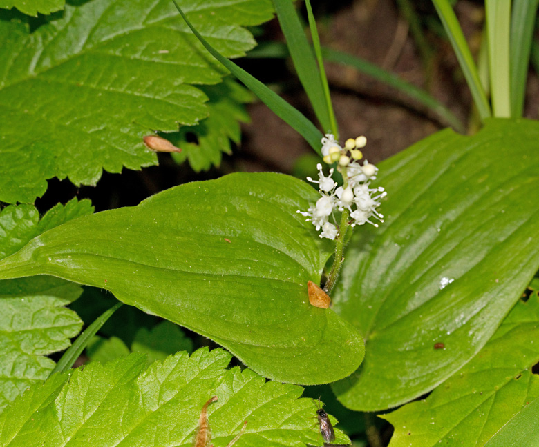 Ekorrbr (Maianthemum bifolium).jpg