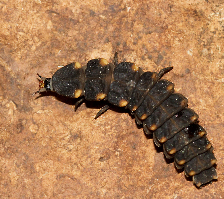 Firefly larva, Stor lysmask (Lampyris noctiluca)
