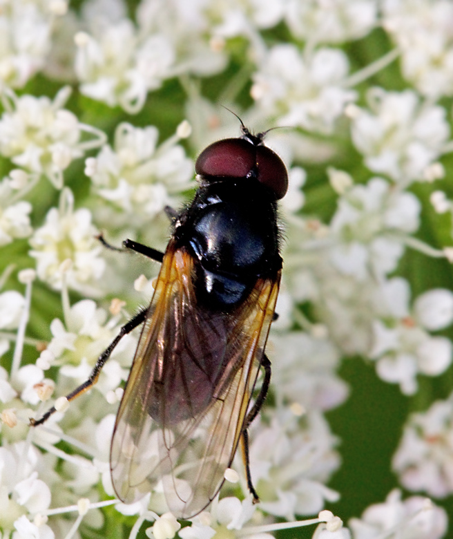ngsblomfluga (Chrysogaster coemiteriorum).jpg