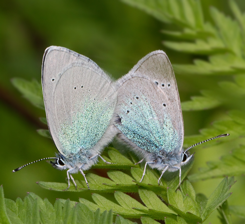 Green-underside Blue, Klverblvinge  (Glaucopsyche alexis). jpg