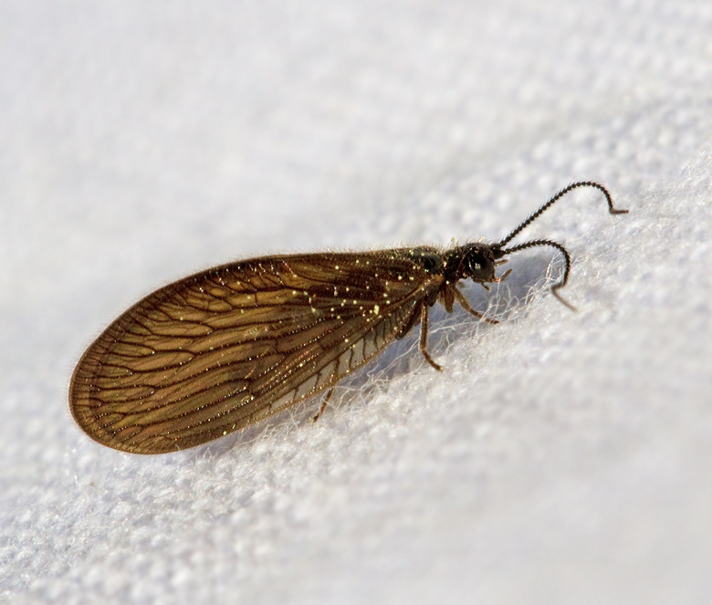 Allmn svampslnda (Sisyra nigra).jpg