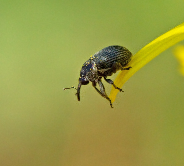 Miarus campanulae.jpg