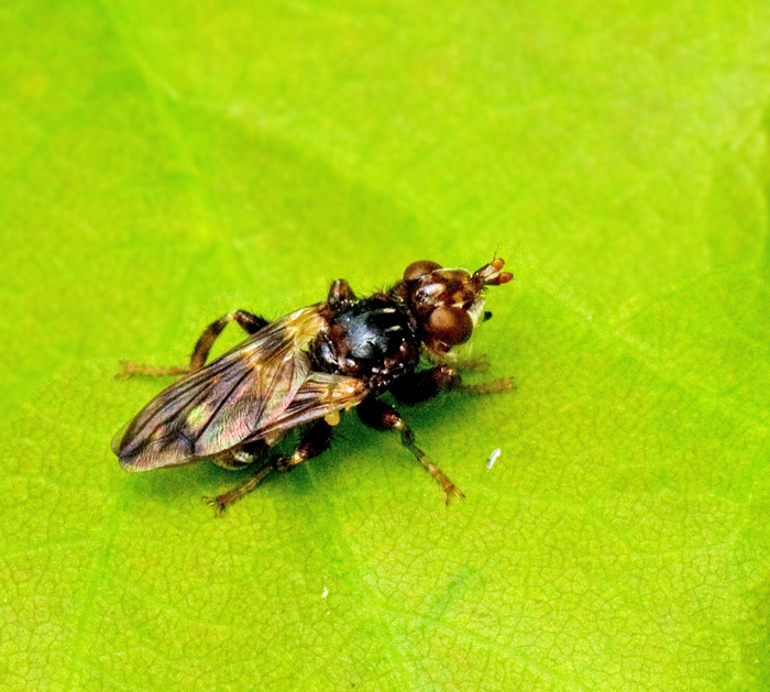 Myopa buccata.jpg
