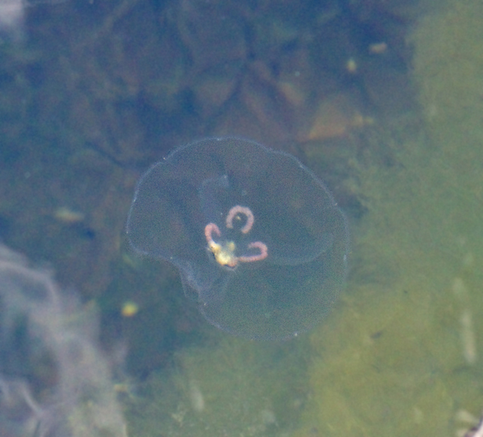 Common Jellyfish, ronmanet (Aurelia aurita).jpg