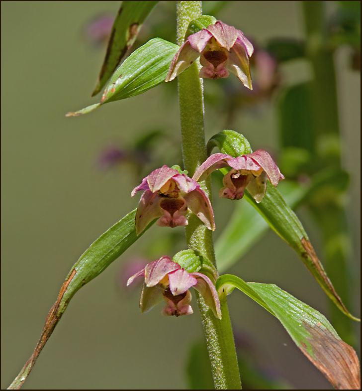 Broad-leaved Helleborine, Skogsknipprot  (Epipactis helleborine).jpg