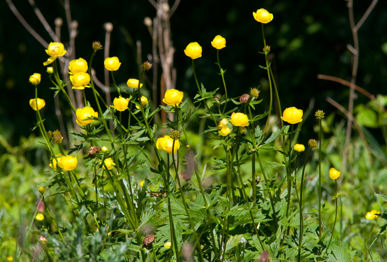 Globeflower, Smrboll, (Trollius europaeus).jpg