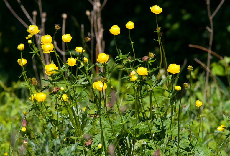 Globeflower, Smörboll, (Trollius europaeus).jpg
