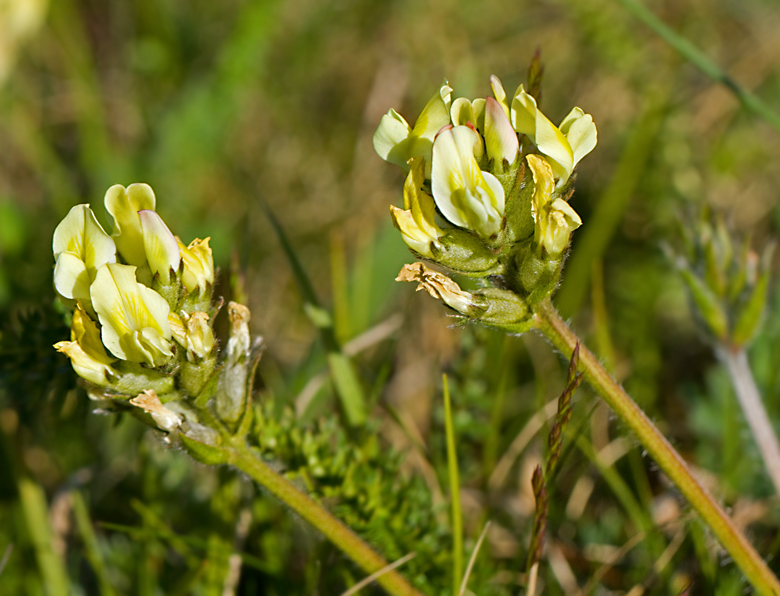 Fltvedel (Oxytropis campestris).jpg