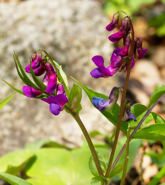 Vrrt (Lathyrus vernus).jpg