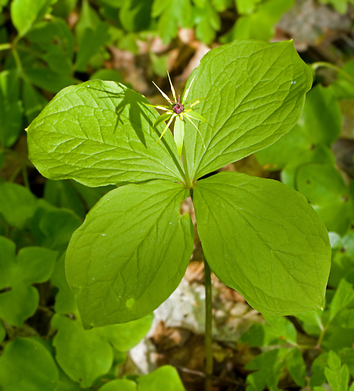 Ormbär (Paris quadrifolia).jpg