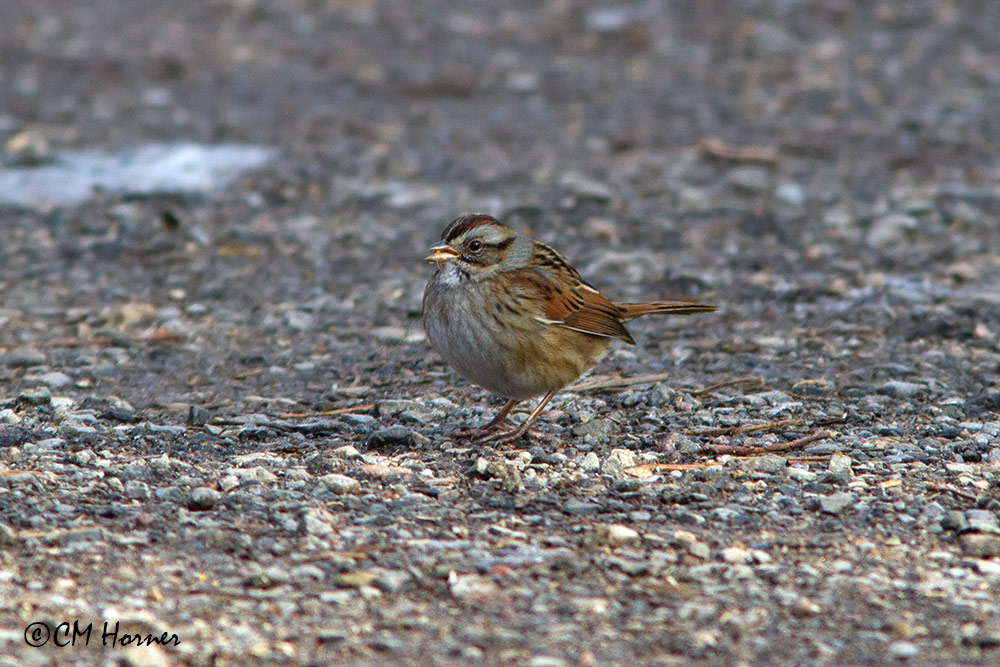 8115 Swamp Sparrow.jpg