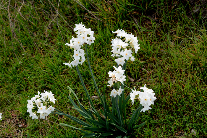 Flora & Fauna Around Mt. Diablo