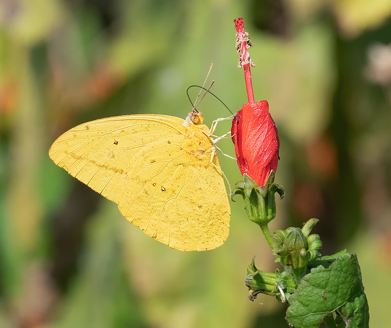Large Orange Sulphur