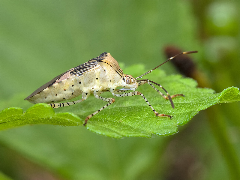 Spot-sided Coreid