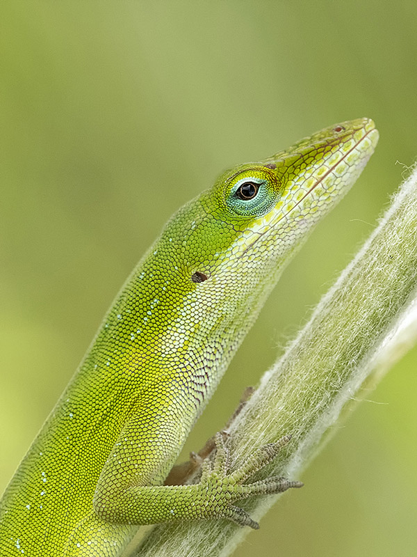 Green Anole