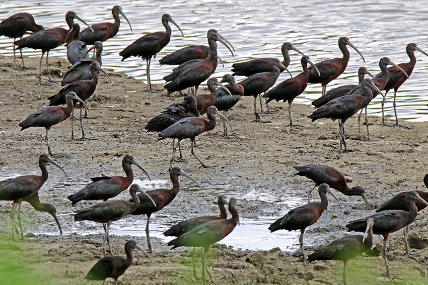 Glossy Ibis