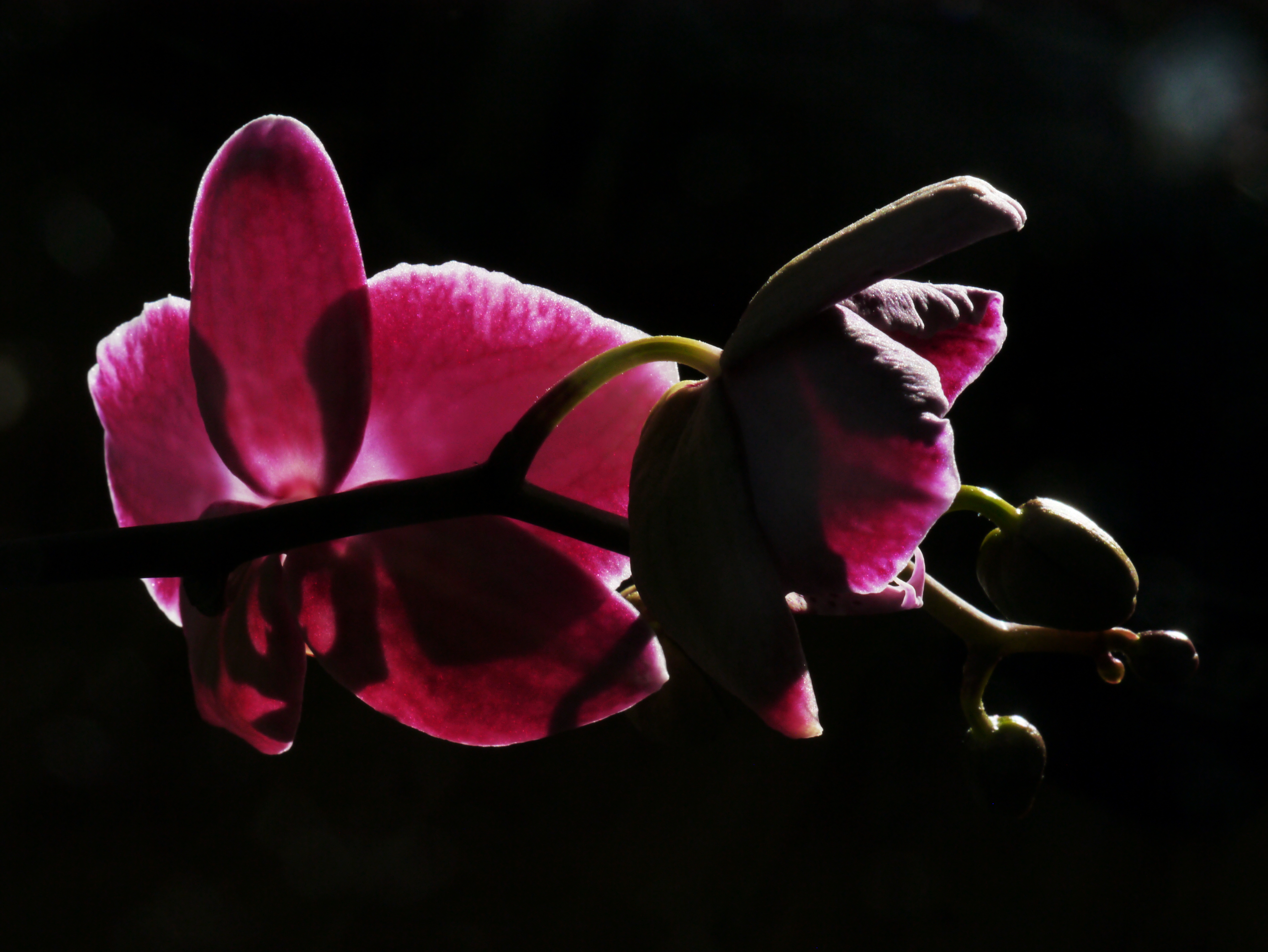 Maroon Phalaenopsis 2019 bloom