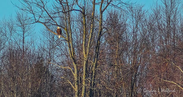 Bald Eagle In A Distant Tree P1050412