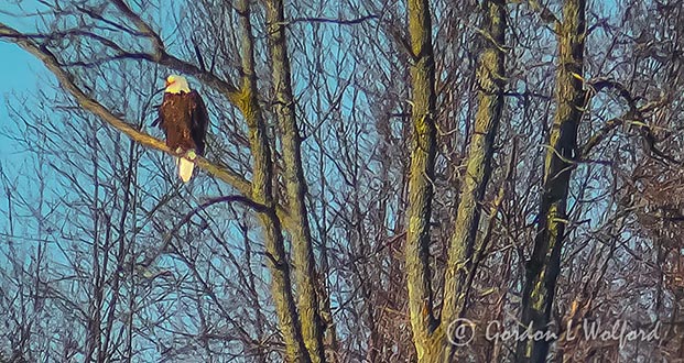 Bald Eagle In A Distant Tree P1050412 (crop)