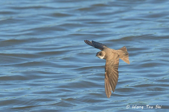 <i>(Riparia riparia)</i><br /> Sand Martin