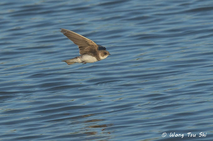 <i>(Riparia riparia)</i><br /> Sand Martin