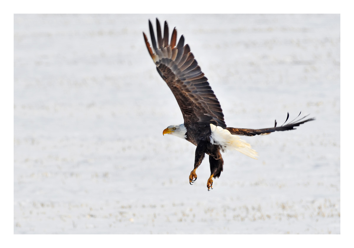 Bald Eagle