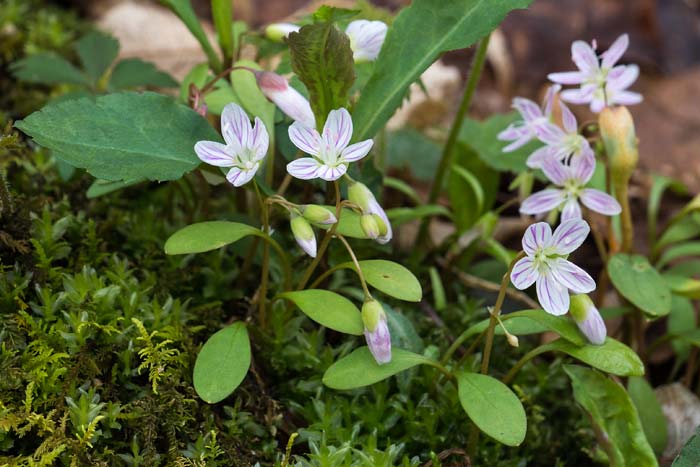 Carolina Spring Beauty 3
