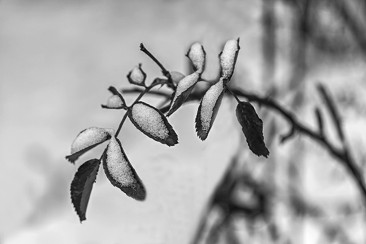 Rose Leaf with Snow
